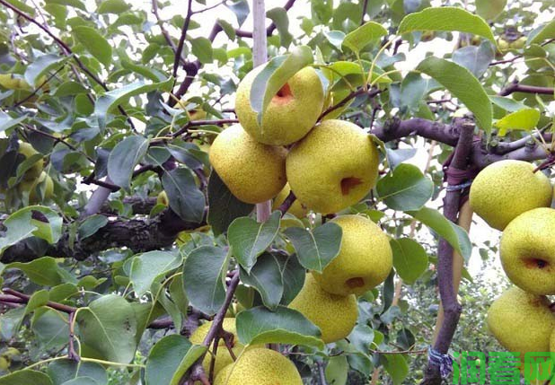梨树生长发育需要哪些营养元素？