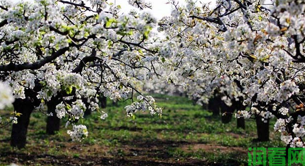 梨树花芽分化过程有哪几个时期？什么是花芽分化临界期？