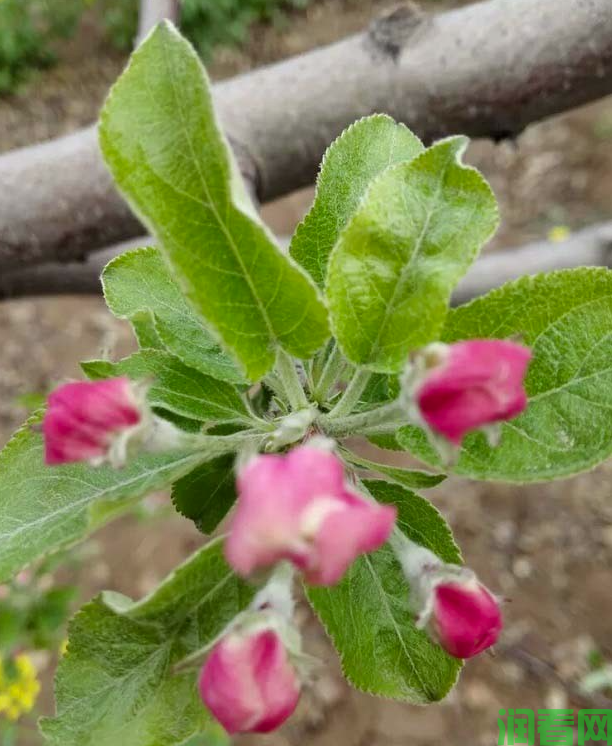 苹果树疏花疏果应注意哪些问题？
