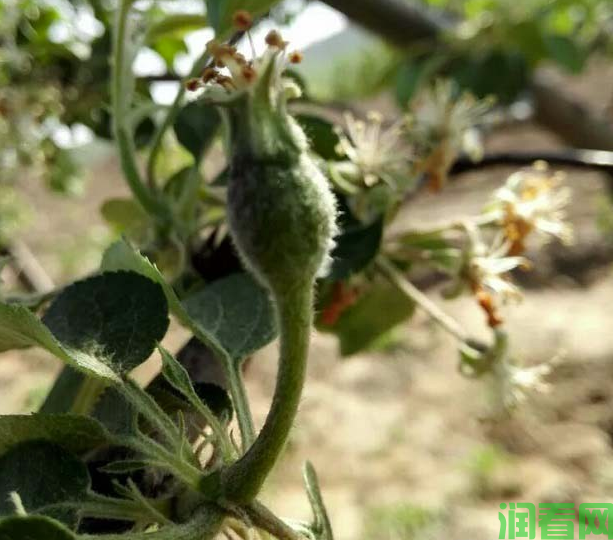 苹果树疏花疏果有哪些方法？