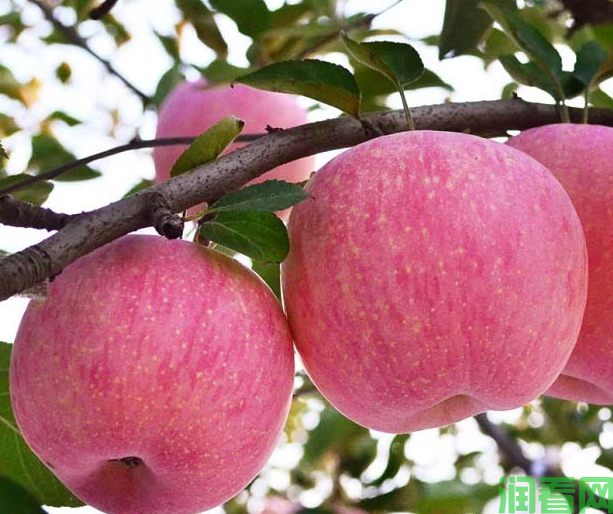 苹果树如何掌握疏花疏果的标准？