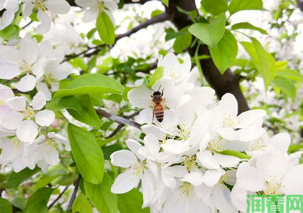 苹果树用壁蜂授粉每亩需要多少只？