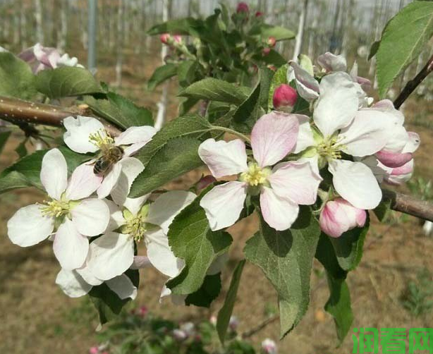 苹果树如何进行花粉采集？