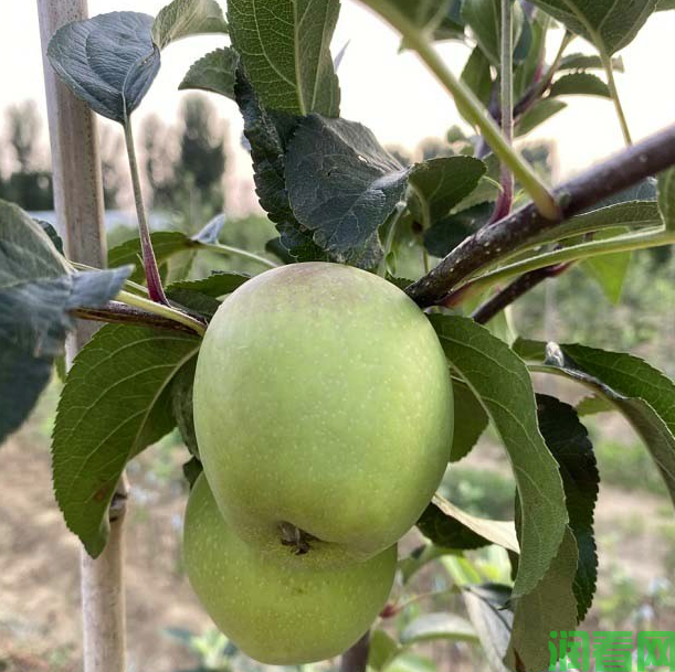 苹果花芽形成与核果类有什么不同？