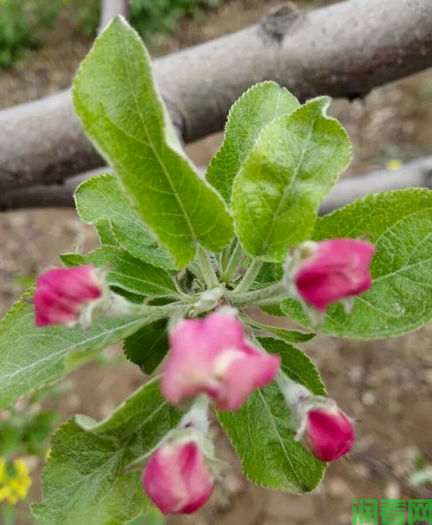 苹果花芽形成需要哪些条件？