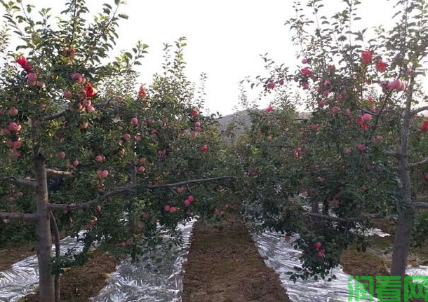 密植苹果园在修剪方面存在哪些主要问题？