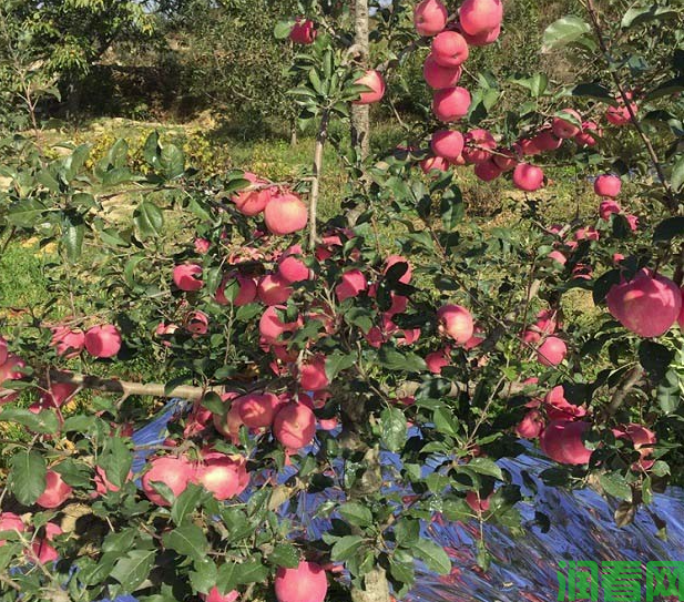 苹果矮化密植栽培有什么优点？
