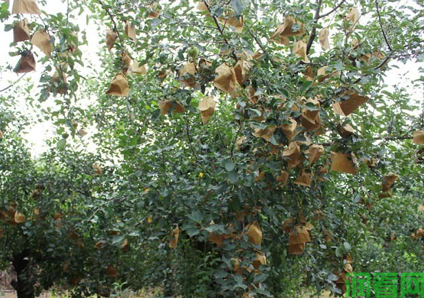 怎样修剪衰老期苹果树？