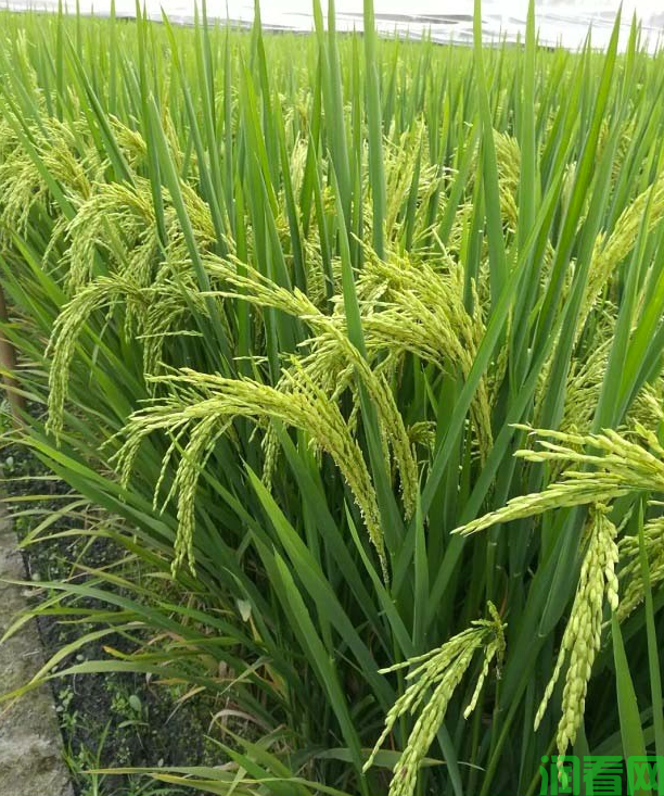 水稻施用钾肥注意事项