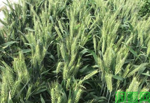 冬小麦中后期“一喷三防”有哪几种配方？