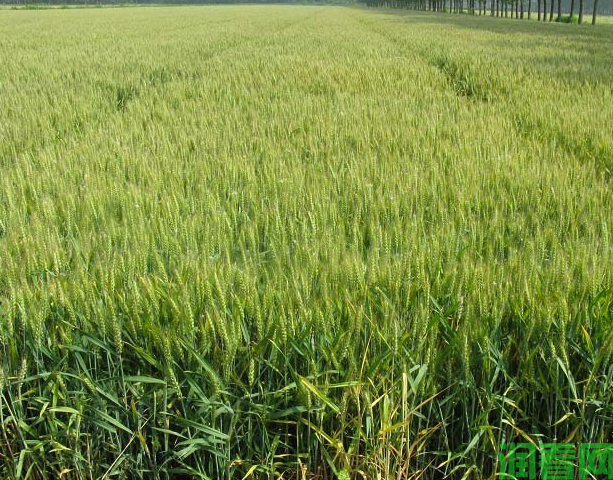 冬小麦中后期“一喷三防”指的是什么？