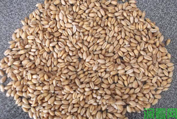 种植和食用小麦芽有什么注意事项？