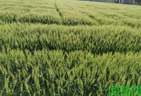 小麦配方施肥方案