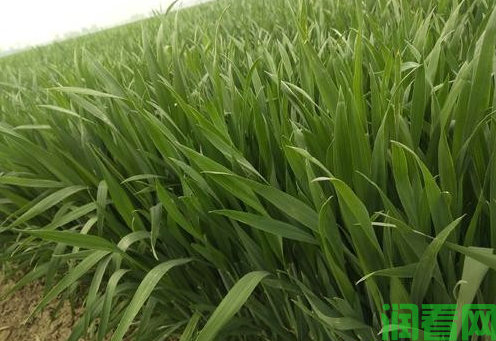 小麦生长对营养的需求量