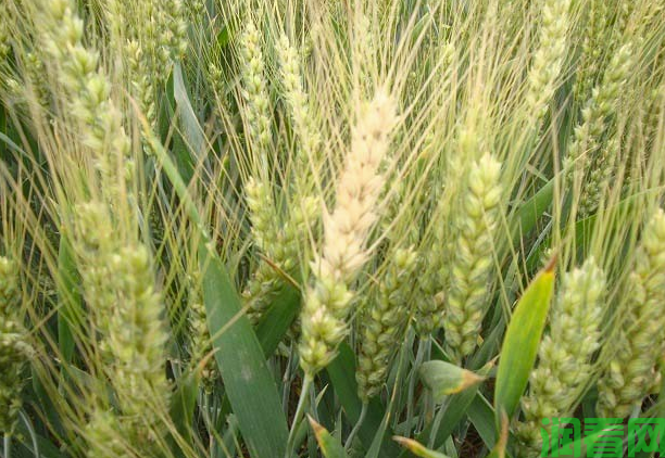 选引小麦种应注意哪些问题？