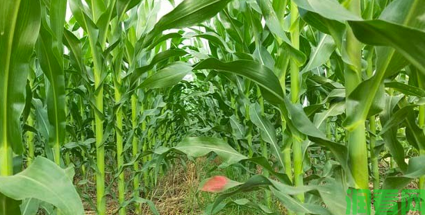 夏玉米高产施肥方案