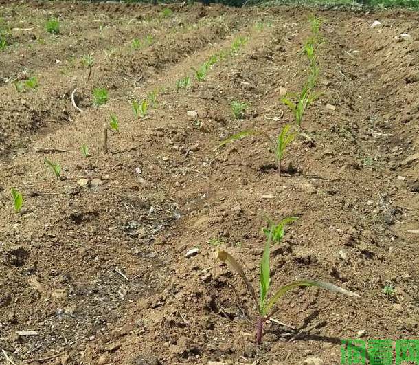 玉米配方施肥方案
