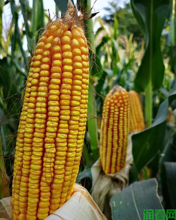 玉米生长对营养的需求