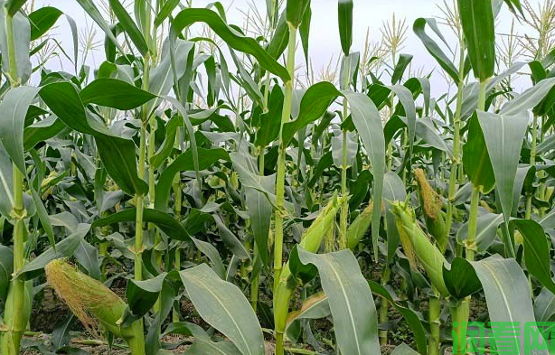 种植玉米每亩需要施多少肥料？