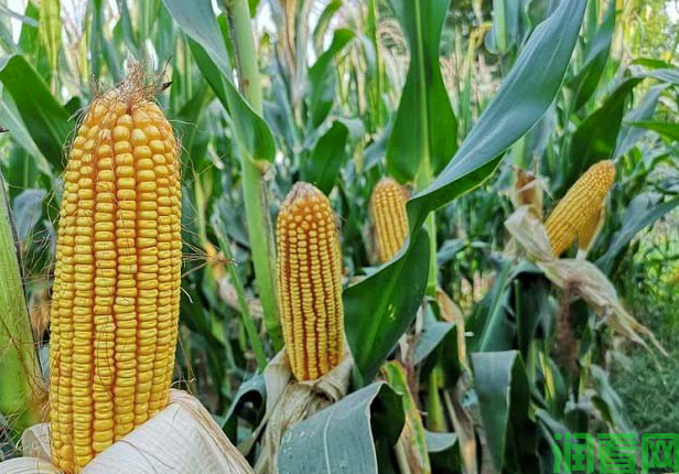 怎样识别玉米杂交种子的品种？