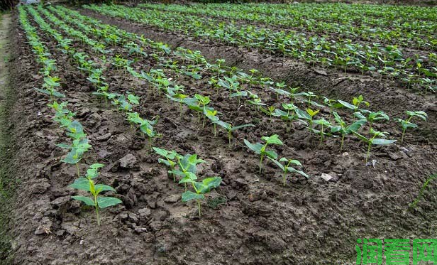 大豆配方施肥方案