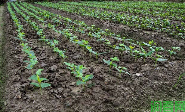 大豆田常用的几种除草剂