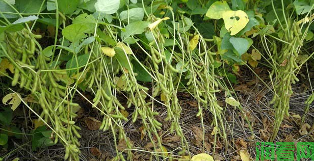 大豆抗旱措施有哪些？