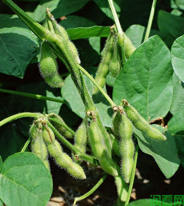 大豆生长发育特点和需肥规律