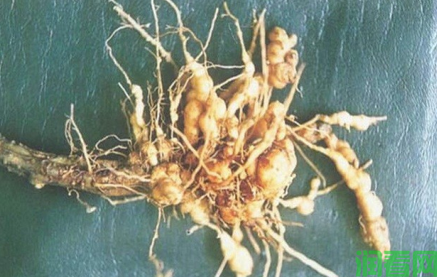 种植白芷如何防治根结线虫病？