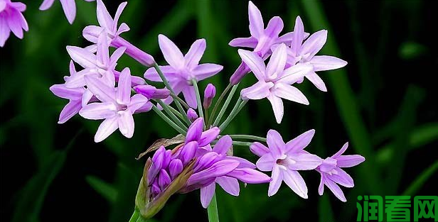 紫妖花（石蒜科）