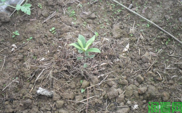 枇杷树怎么样移栽成活率高？