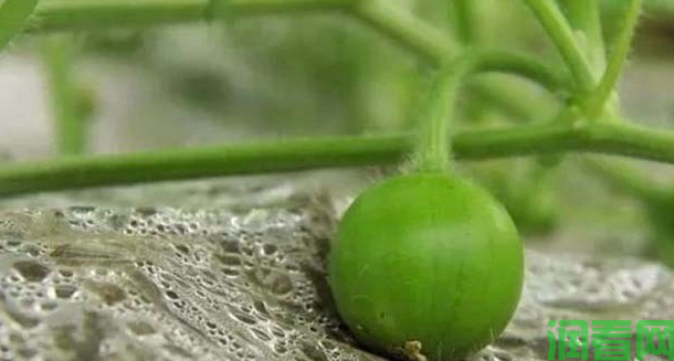 塑料大棚栽培西瓜如何留瓜？