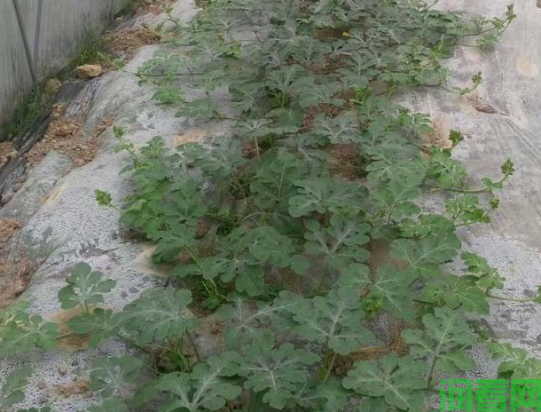 种植西瓜每亩施多少饼肥？种植西瓜如何施用饼肥？