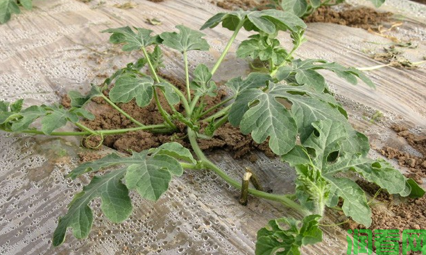 西瓜追肥什么时候施好？西瓜追肥用多少肥料？