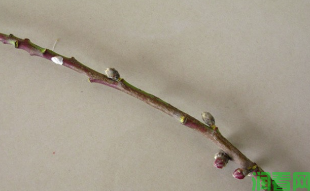 桃树的芽有什么特性？