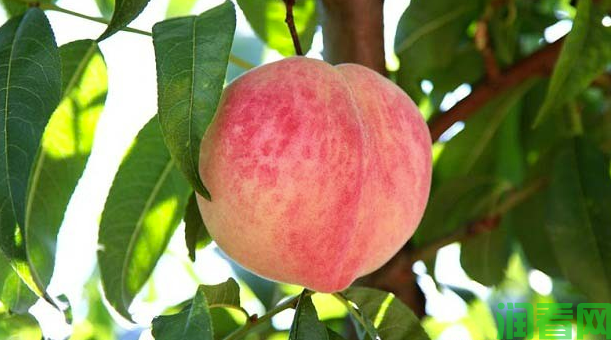 哪些措施可以提高桃果品质？