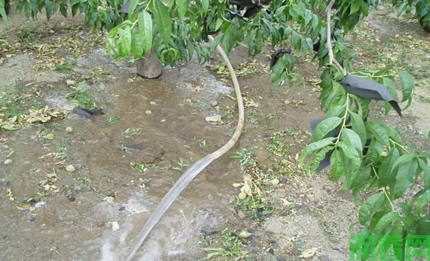 桃树怎么样浇水能减少裂果发生？