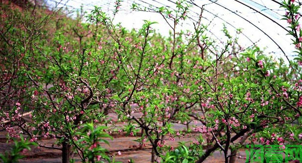 桃树高密度种植有哪些缺点？