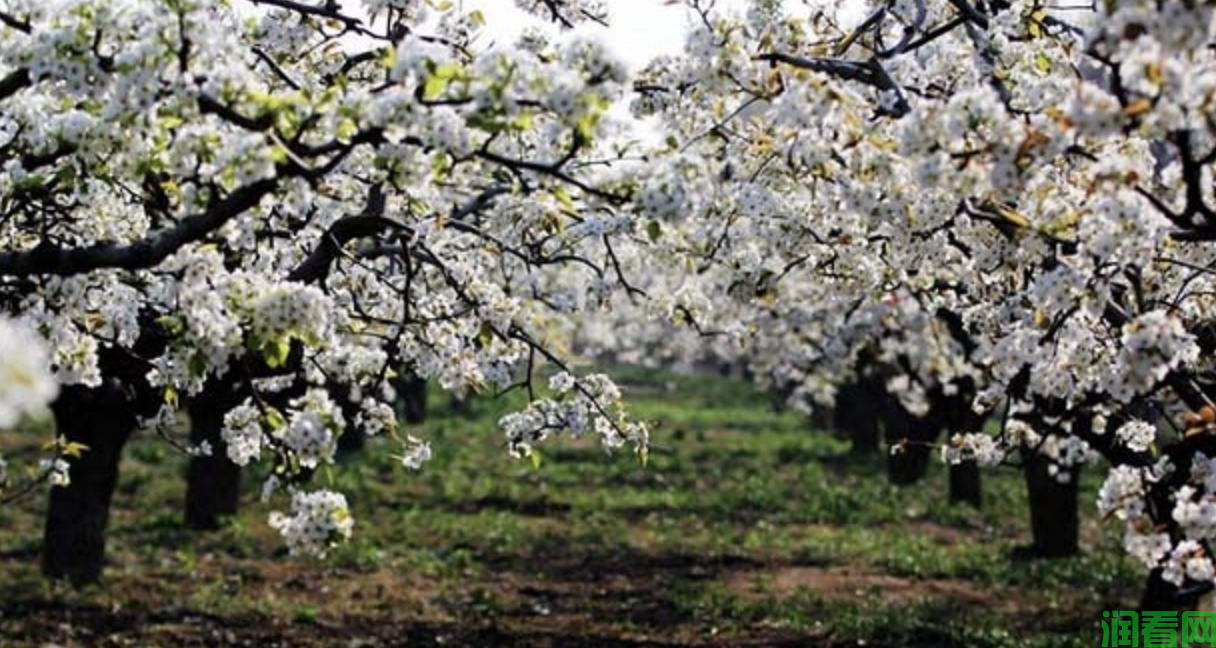 梨树春季如何补施基肥？