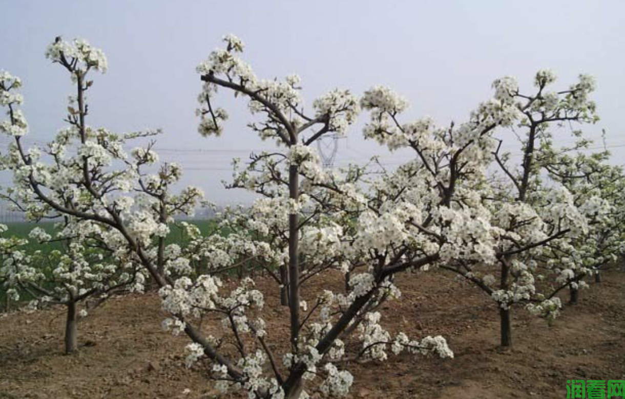梨树保花保果可以用什么药？