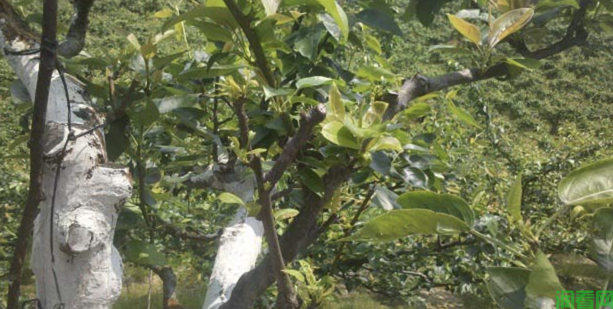 梨树什么时候施肥产量高？