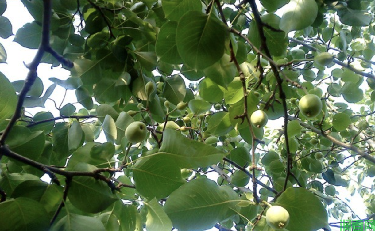 梨果用什么药剂能促进果实膨大？