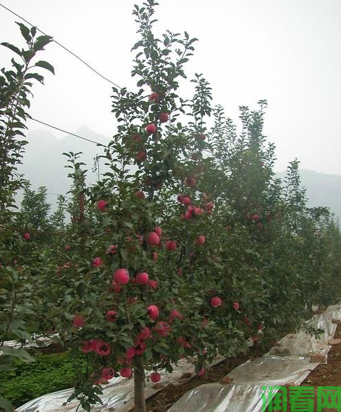 苹果树根系生长有什么特点？