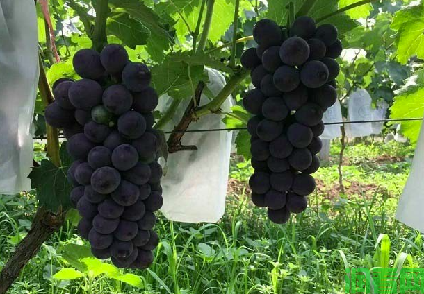 京亚葡萄使用调节剂方法
