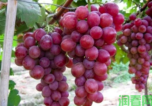 无核早红葡萄使用调节剂方法