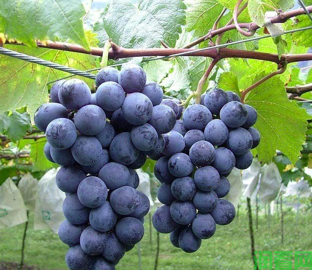 夏黑葡萄使用调节剂方法