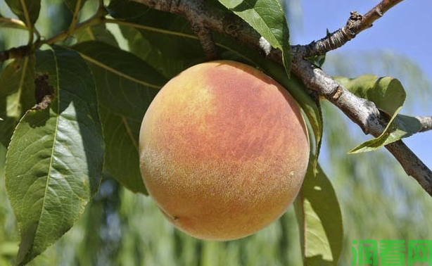 我国种植的桃树品种有哪些，桃树品种如何分类？