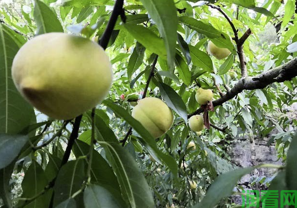 桃树有什么特点，为什么要种桃树？