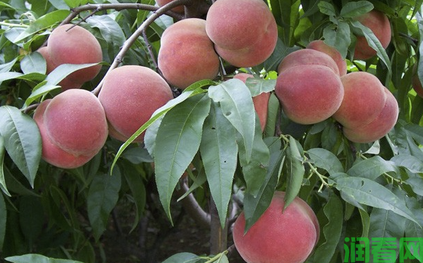 桃树果实膨大期如何管理？