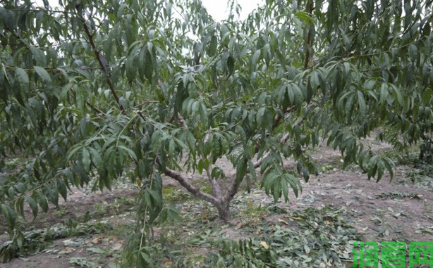 桃树生长周期是怎么样的？